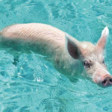 Protégé : Cinéma Apollo, c du lourd!