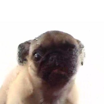 Site bêêêêêêête