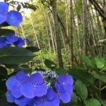 bambou et hortensia
