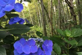 bambou et hortensia