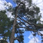 Bois de Finges