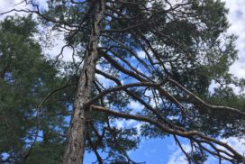 Bois de Finges