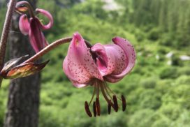 Lys martagon