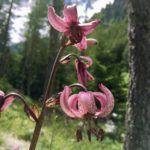 Lys martagon