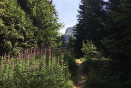 Un sentier bien fleuri