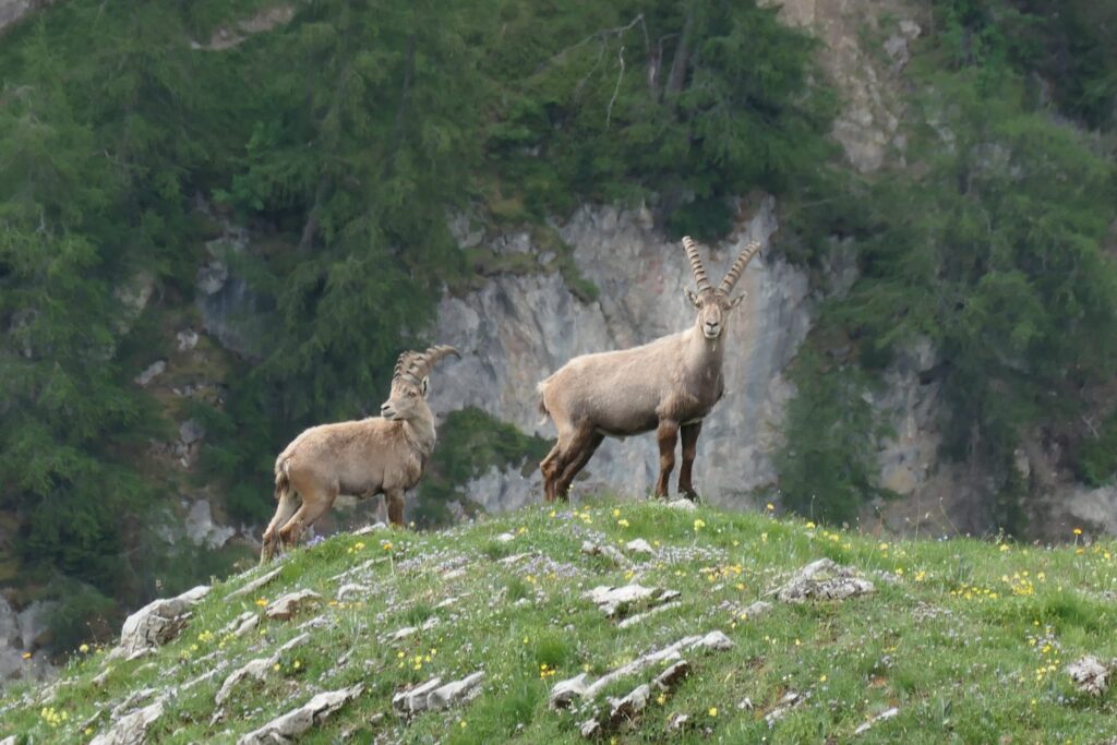 Les bouquetins!