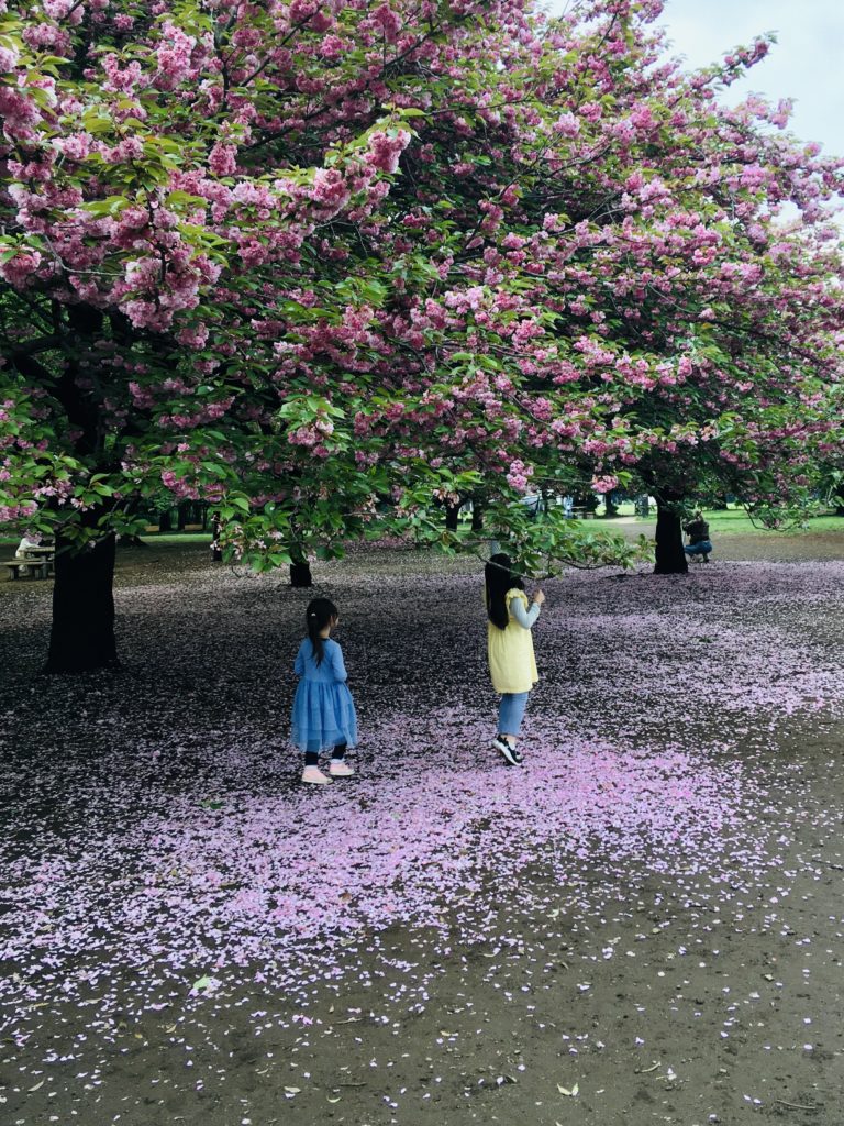 Ce qui reste des cerisiers en fleur au parc Inokashira