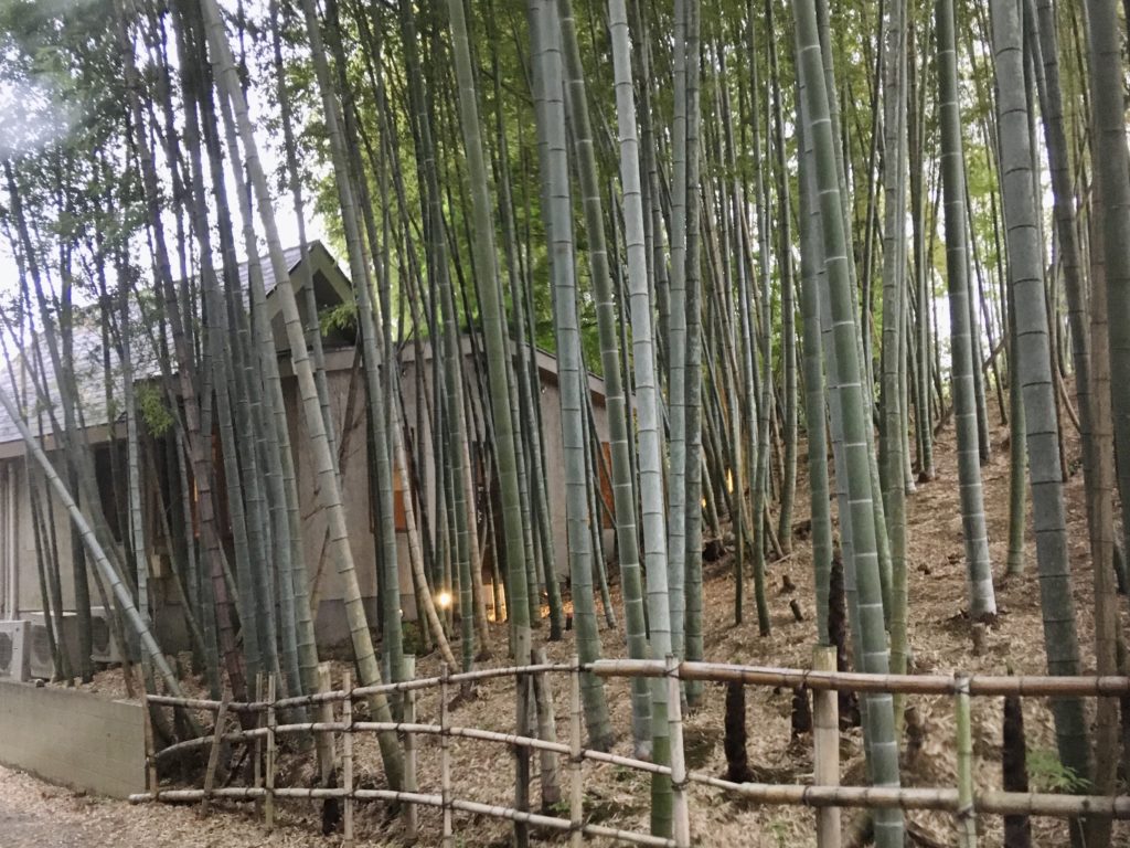 forêt de bambou près du temple bouddhiste