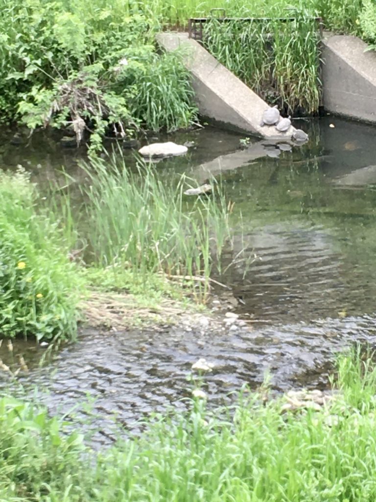 Des tortues dans la rivière Nogawa