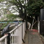 Piste cyclable obstruée: les pigeons font la circulation