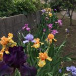 De très beaux iris en sur le chemin de la rivière Tama
