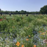 Mélange de fleurs à Minna no Harappa