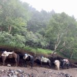 Vers la 6ème étape: les chevaux attendent d'éventuels passagers épuisés pour les ramener à la 5ème étape