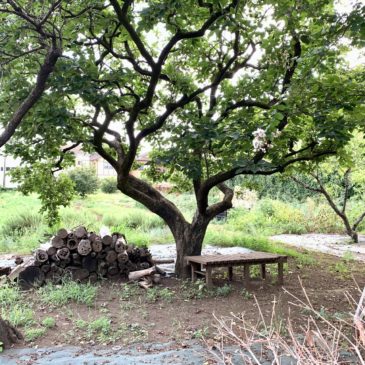 28 Tsuru-shi -> Mitaka shopping -> Higashi Fushimi (promenade) puis Kappaya