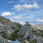 Chamois en arrivant à la cabane... et même un groupe de bouquetins!